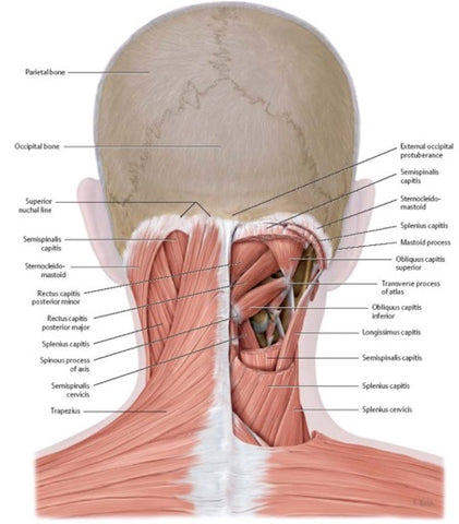 Neck muscles