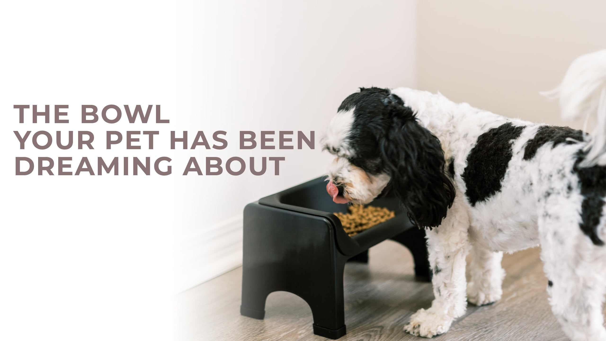 10 Best Slow Feeder Bowls for Cats and Dogs