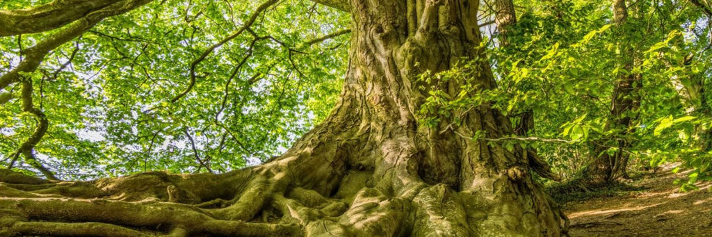 How to Help Trees - 7 Things You Can Do - forest with tree trunk and roots