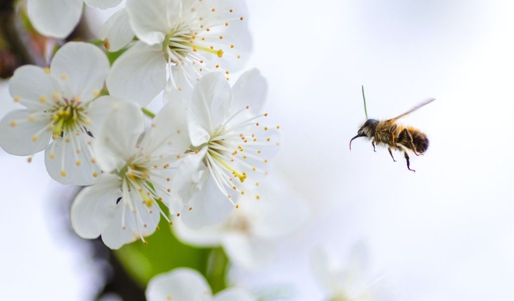 All About Bees and How to Help Them - bee flying towards blossom