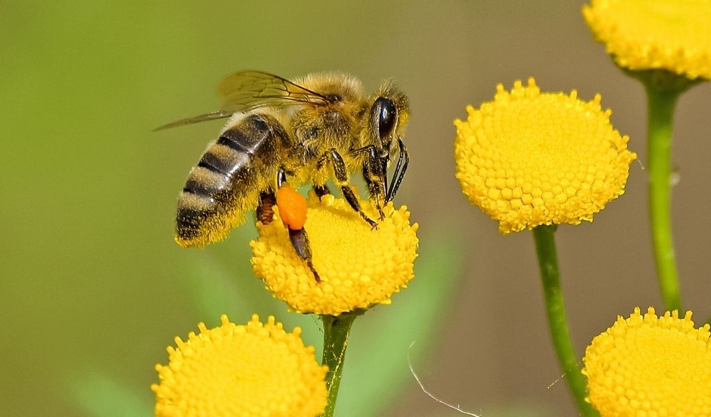 All About Bees and How to Help Them - bee on yellow flower