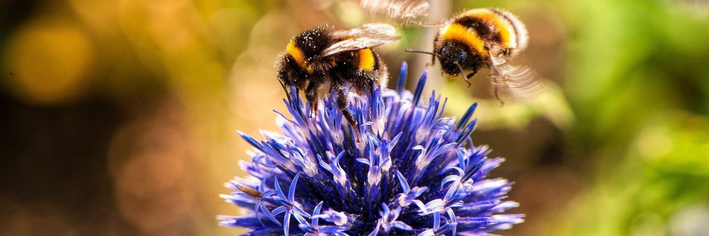 All About Bees and How to Help Them - bees on purple flower