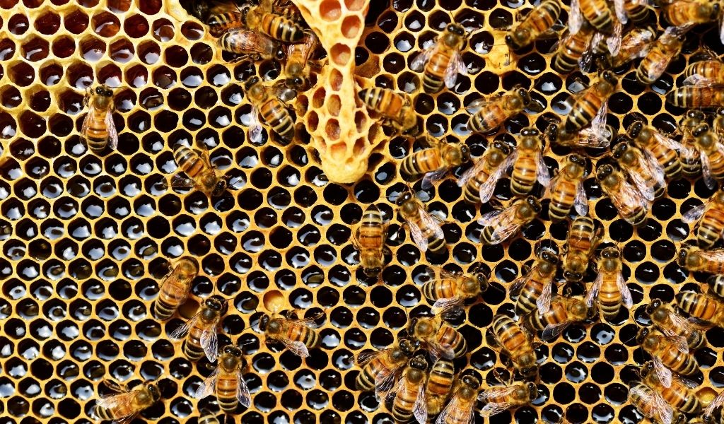 All About Bees and How to Help Them - honeycomb