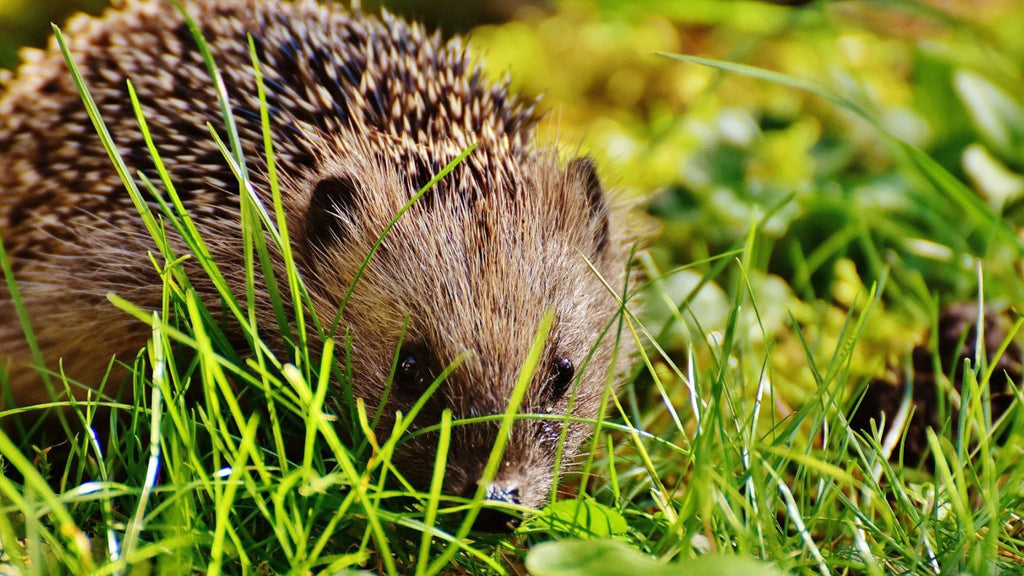 Hedgehog in grass - How to Help Nature in Your Garden guide - become a hedgehog champion