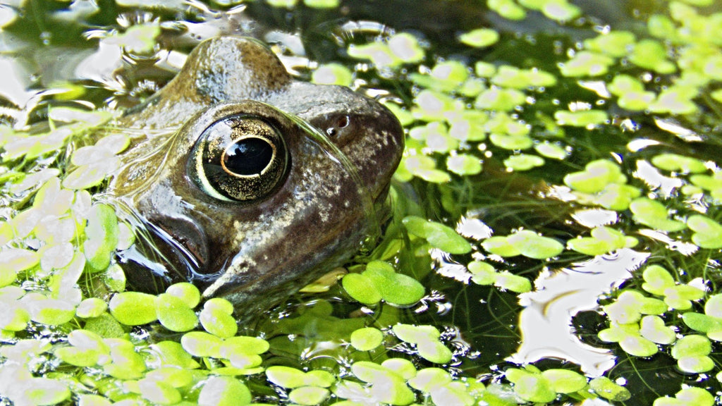 Frog in pond - How to Help Nature in Your Garden guide - create a pond