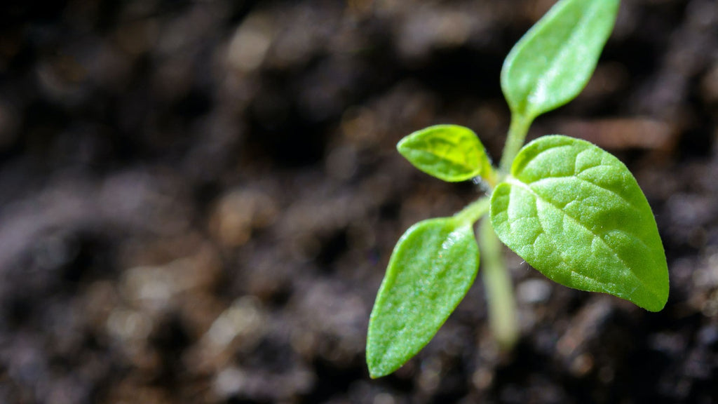 Image of seedling growing in soil - How to Help Nature in Your Garden guide - dig less