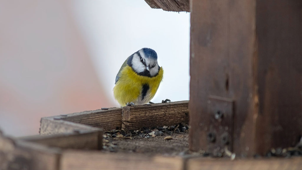 Blue tit on bird table - How to Help Nature in Your Garden guide - feed the birds