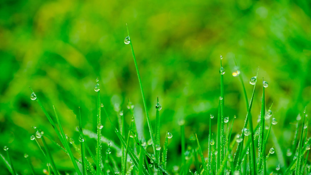 Grass with dew - How to Help Nature in Your Garden guide - mow your lawn less