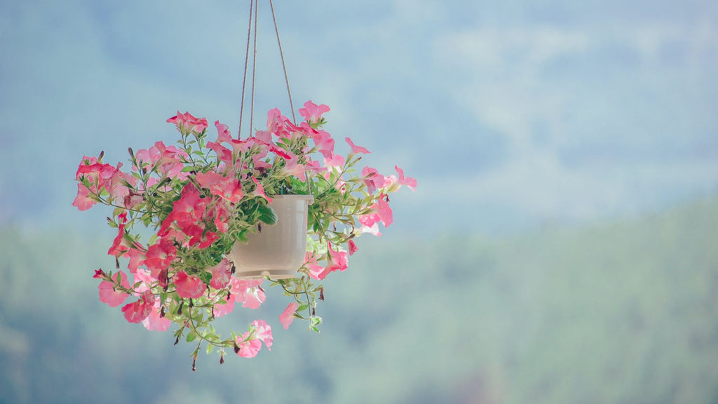 Hanging basket in window - no garden, no problem 