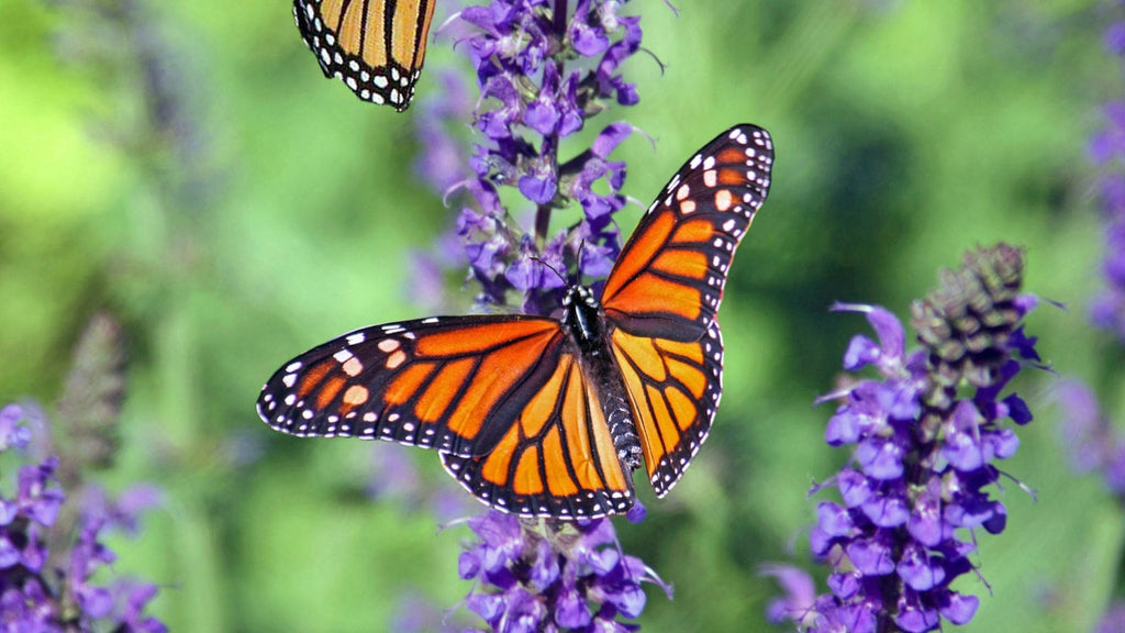 Image of butterfly landing on purple flower - How to Help Nature in Your Garden guide - help pollinators