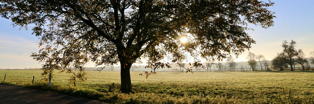 How to Help Trees  7 Things You Can Do - dedicate a tree