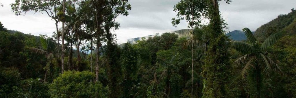 How to Help Trees  7 Things You Can Do - support the World Land Trust, Nangaritza, Ecuador-scr