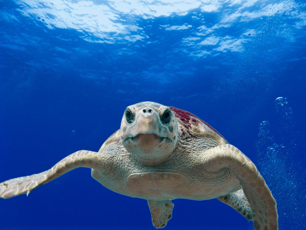 Turtle swimming - plastic free July - why is plastic a problem
