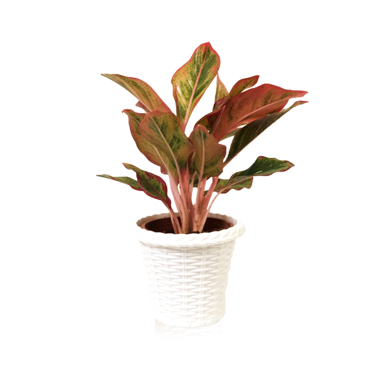 Aglaonema Pink Lipstick Plant Samvik