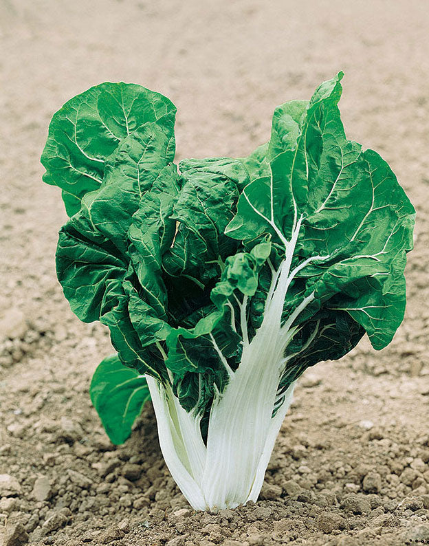 Semi di Cicoria Catalogna Puntarelle a Foglia Frastagliata