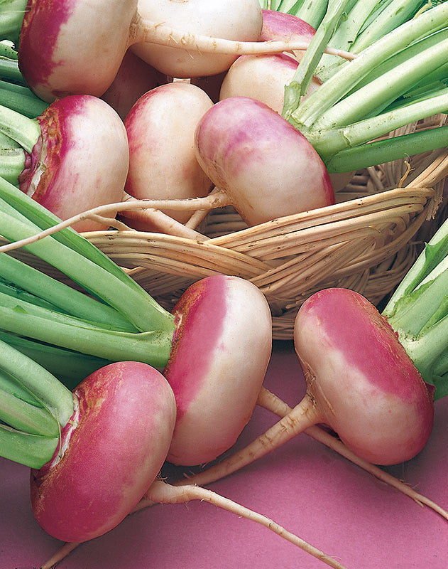 Semi di Cicoria Catalogna Puntarelle a Foglia Frastagliata