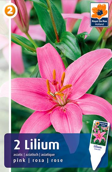 Pink Asiatic Lily Bulbs. Buy them online | Sgaravatti Shop