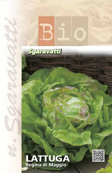 Semi di Cicoria Catalogna Puntarelle a Foglia Frastagliata. Acquistali  online – Sgaravatti Shop