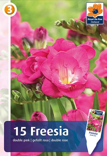 Double Pink Freesia Bulbs. Buy them online | Sgaravatti Shop