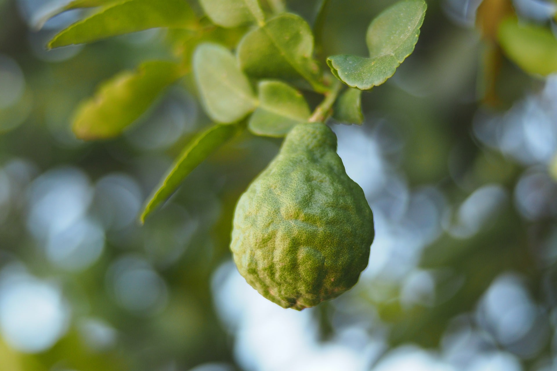 Detailed image of a bergamot hanging from a tree