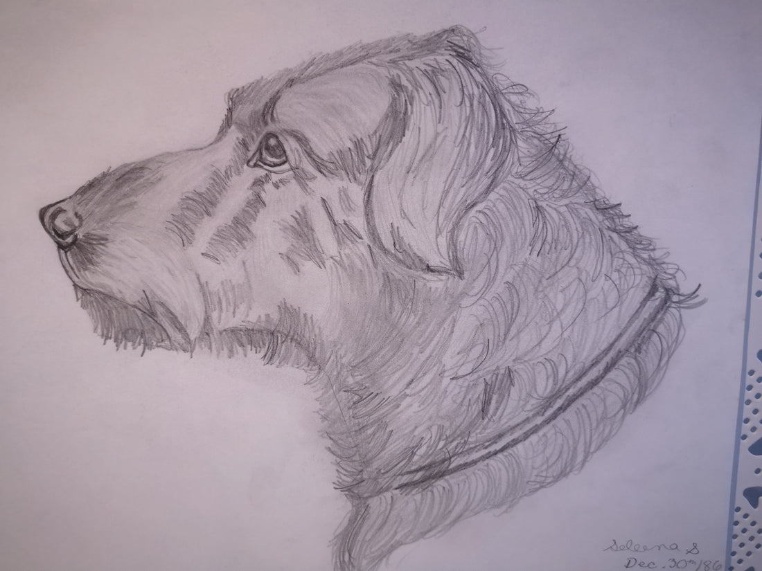 dog looking back drawing