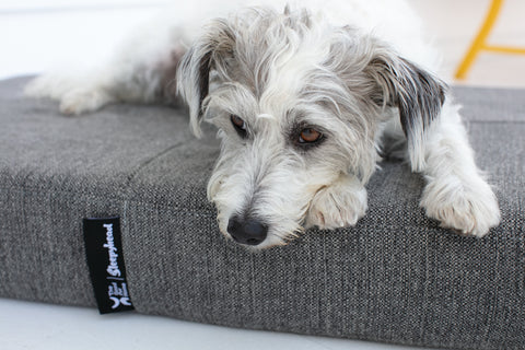Sleepyhead KulKote Dog Bed in collaboration with The Good Pet Home