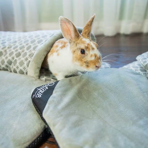 bunny in tunnel hide and seek pet play mat