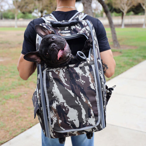 Frenchie sticking head out of 5-in-1 Pet Stroller Carrier in green camo