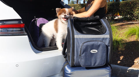 happy Pomeranian with blue backpack pet carrier on luggage handle