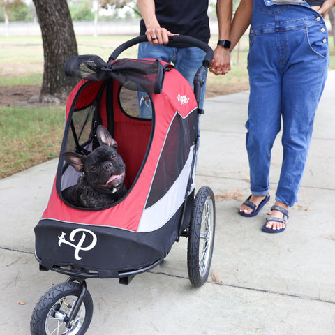 Frenchie tilting head in Petique's Mars(red) Trailblazer Pet Jogger