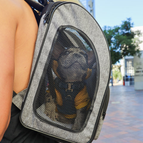 Frenchie puppy in gray backpacker pet carrier