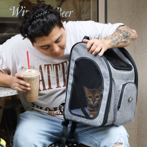 cat in gray pet backpack
