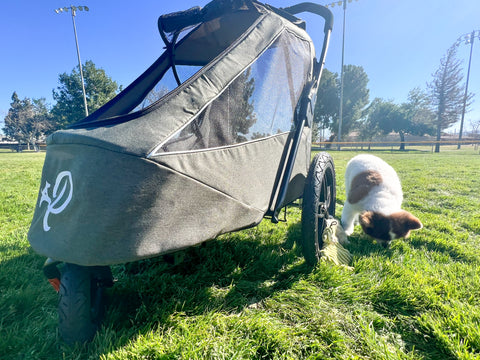 pomeranian sniffing green Breeze Pet Jogger in dog park