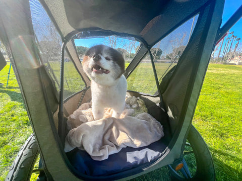 pomeranian smiling in pet jogger with velvet blanket and dog toys