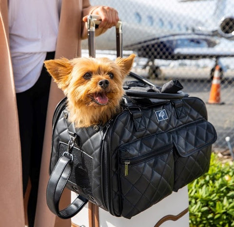 Yorkie in Petique's black Lux Pet Carrier with luggage attachment