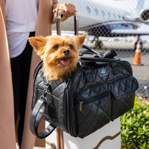 happy yorkie in black pet carrier with luggage attachment