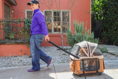 Dog dad pulling corgi in rolling pet carrier, 4-in-1 pet travel system