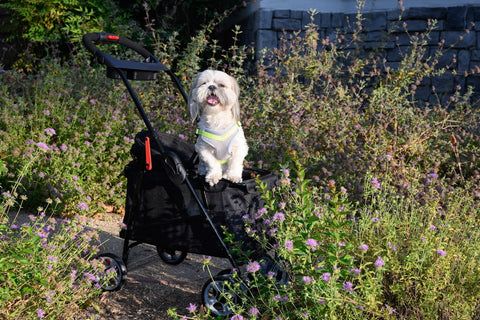 dog socialization with petique pet stroller