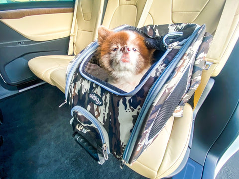dog in pet car seat