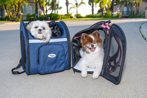 dogs in blue and pink pet carrier backpacks