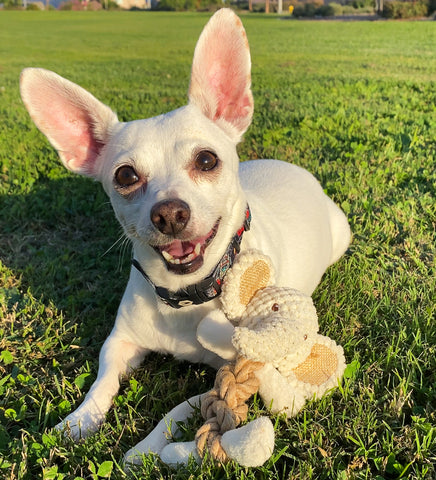 white chihuahua with hemp rope elephant dog toy