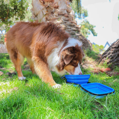 blue portable food and water bowl