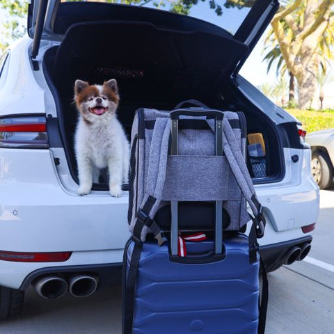 Glacier (gray) Backpacker Pet Carrier on luggage handle