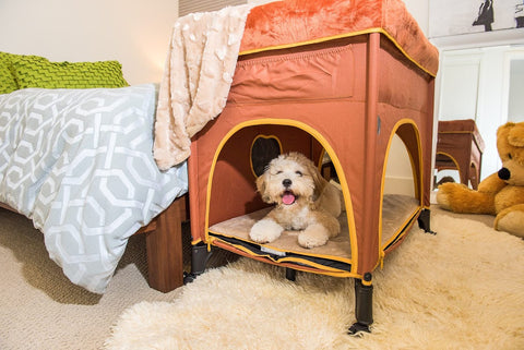 cute dog on bottom level of orange dog bunk bed