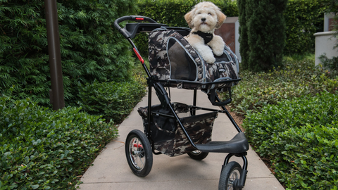 Dog in 5-in-1 Pet Stroller