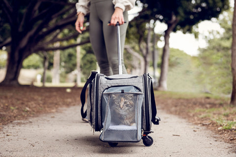 cat in gray rolling pet carrier