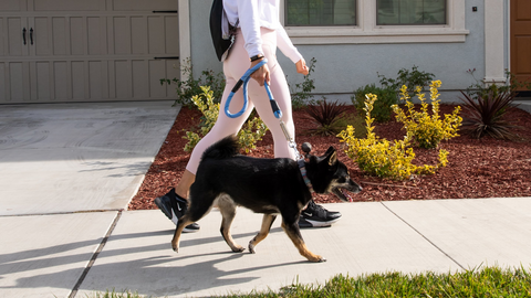 petique walking shiba inu with reflective leash with shock absorber