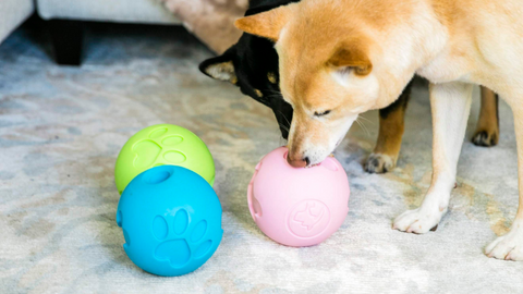 petique shiba inu playing with treat ball dispenser