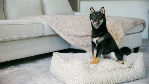 petique shiba inu velvet blanky pet blanket