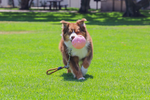 pink paw me! treat ball dispensers treat ball toy